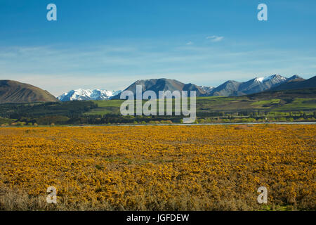 Ginestre in fiore e dalla tomaia Rakaia River, metà Canterbury, Isola del Sud, Nuova Zelanda Foto Stock