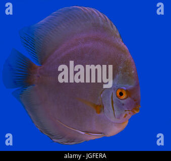 Il diamante blu discus pesci in uno sfondo blu Foto Stock