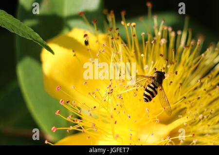 Hover Fly o fiore Fly, Syrphus ribesii, su stami di un giallo Hypercium fiore, rosa di Sharon fiore in estate. Foto Stock