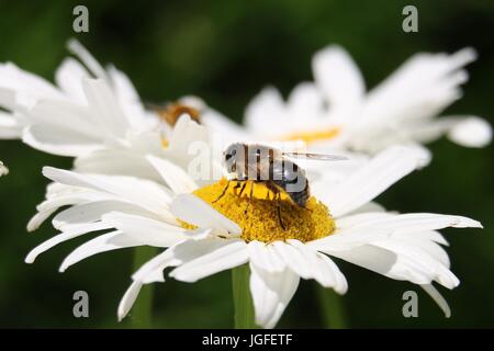 Hoverfly o Flower Fly, Eristalis sp. Su un fiore bianco di margherita di Chrysanthemum superbum. In un primo piano su uno sfondo naturale. Foto Stock