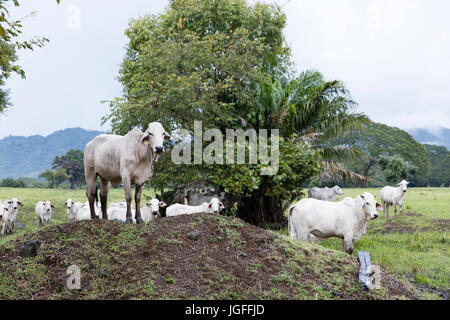 Mucche sulla collina Foto Stock