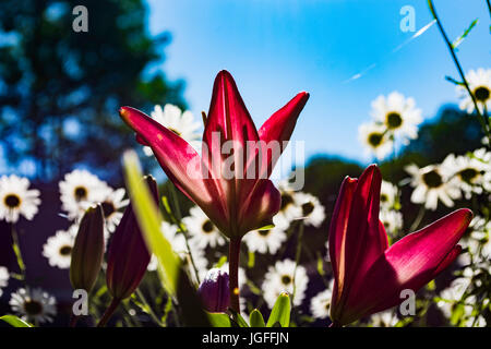 Bella, incredibili fiori Foto Stock
