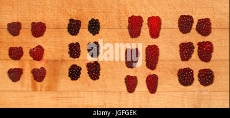 Frutta morbida. Da sinistra a destra, lamponi, "Boysenberries", Tayberries, Tummelberries. Foto Stock