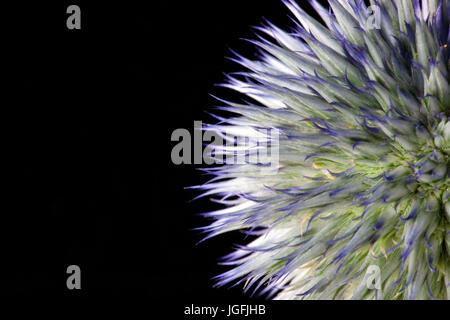 Chiudere lo studio di Echinops veitch del blu Foto Stock