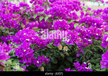 Fiori di bouganville Foto Stock