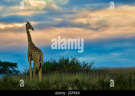 La giraffa ,Giraffa camelopardalis, è il più alto animale e il più grande dei ruminanti. Visto qui al tramonto molto attenta al pericolo costante Foto Stock