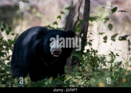 Sloth Bear (Melursus ursinus) guardando la fotocamera nella foresta secca, Ranthambhore national park, Rajasthan, India. Foto Stock