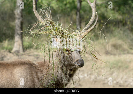 Sambar deer (Rusa unicolor, Cervus unicolor) stag ritratto, con l'erba tra palchi durante rut, Ranthambhore national park, Rajasthan, India. Foto Stock
