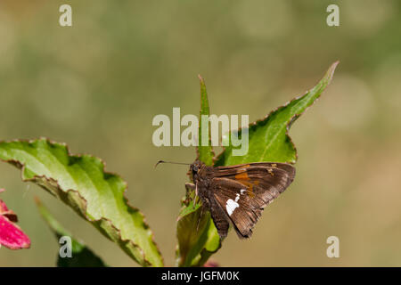 Farfalla Fiery Skipper, Hylephila phyleus Foto Stock