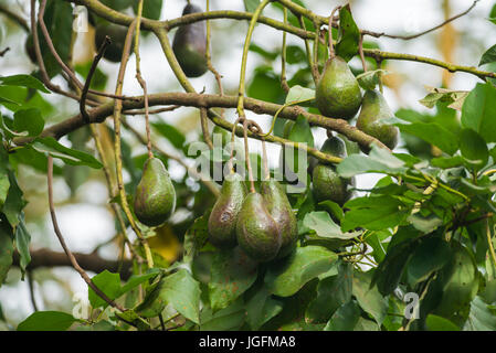 Avocado Tree (Persea americana) con frutta Foto Stock