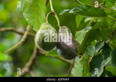 Avocado Tree (Persea americana) con frutta Foto Stock