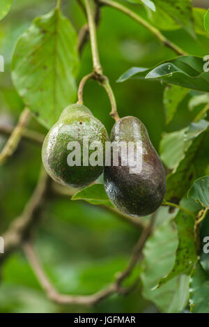 Avocado Tree (Persea americana) con frutta Foto Stock