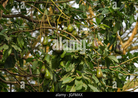 Avocado Tree (Persea americana) con frutta Foto Stock