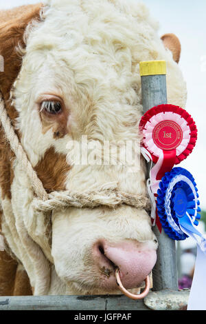 Bos taurus. Simmental bull in mostra a Hanbury paese mostrano, Worcestershire. Regno Unito Foto Stock