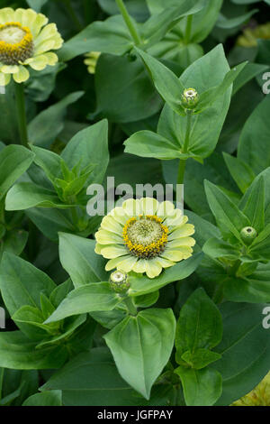 Zinnia hybrida. Zinnia elegans 'Regina Tiglio fiori" Foto Stock