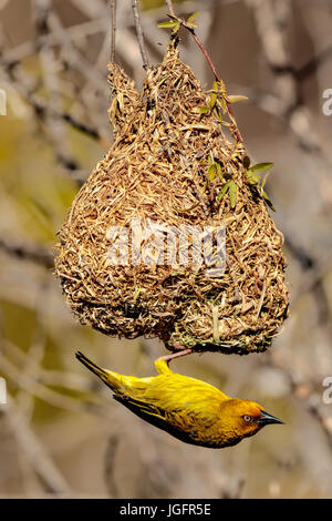 Capo maschio Weaver (Ploceus capensis) appesi dal suo recente costruzione nido d'erba. Foto Stock