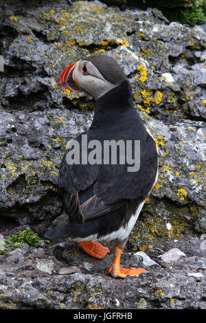 Atlantic puffini, Skellig Michael, nella contea di Kerry, Irlanda Foto Stock