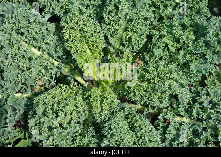 Cavolo laciniato crinkly un cavolo, foglie staccate formano una coccarda come le piante crescono e ed è spesso chiamato superfood. Foto Stock