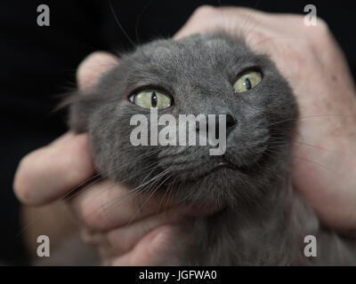 Guardare negli occhi! American razza di gatto domestico, il Nebelung Foto Stock