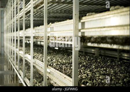 Casa a fungo crescente pulsante bianco caps, Kennett Square, Pennsylvania, USA. Foto Stock