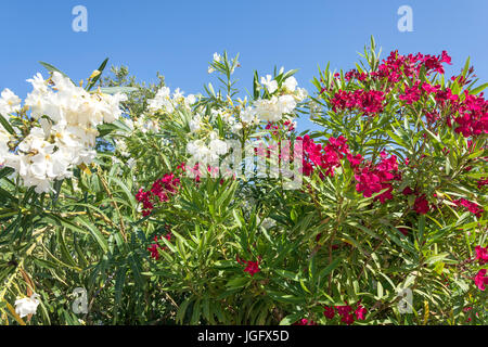 Nerium oleander bush, Beach Road, Malia, Regione di Heraklion, Creta (Kriti), Grecia Foto Stock