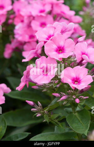 Phlox paniculata 'Bareleven'. Phlox luce rosa fiori di fiamma Foto Stock