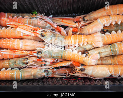 Gamberetti freschi / gamberi re, animali di mare Foto Stock