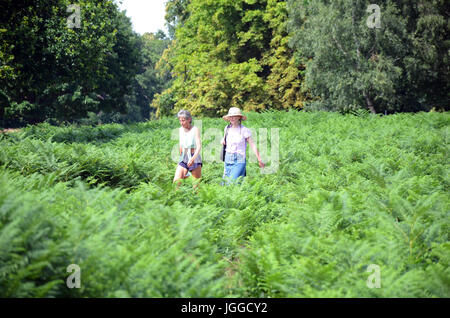 Londra, UK, 7 luglio 2017 godendo il sole in Richmond Park Credit: JOHNNY ARMSTEAD/Alamy Live News Foto Stock