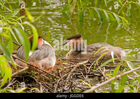 Svasso maggiore Nest Foto Stock