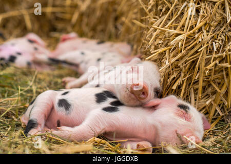 Oxford di sabbia nera e i suinetti di dormire. Quattro giorni di età suini domestici all'aperto, con macchie nere sulla pelle rosa Foto Stock