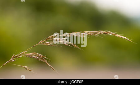 False oat-erba (Arrhenatherum elatius) nelle sementi. Panicle di tufted erba perenne comune nella pianura British prateria compresi sconfinano e prati Foto Stock