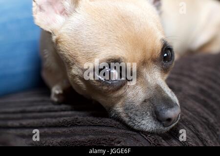 Chihuahua in appoggio sul divano Foto Stock