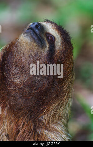 Il bradipo faccia da vicino la fauna selvatica immagine presa in Panama Foto Stock