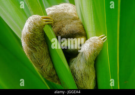 Il bradipo wildlife immagine presa in Panama Foto Stock