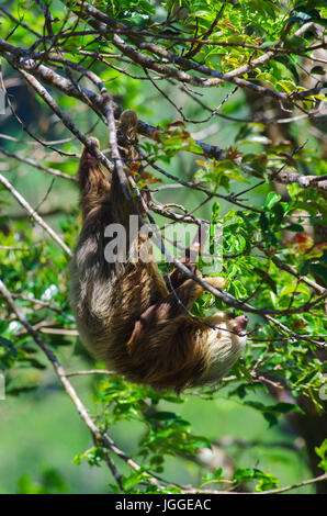 Hoffmann per le due dita bradipo in un albero di alimentazione immagine della fauna selvatica presi in Panama Foto Stock