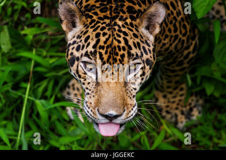 Grande gatto selvatico jaguar Panthera onca wildlife immagine presa in Panama Foto Stock