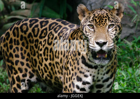 Grande gatto selvatico jaguar Panthera onca wildlife immagine presa in Panama Foto Stock