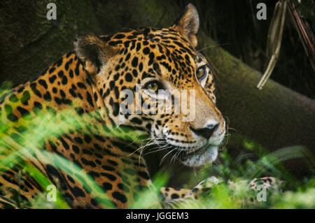 Grande gatto selvatico jaguar Panthera onca cloce fino immagine facciale presi in Panama Foto Stock