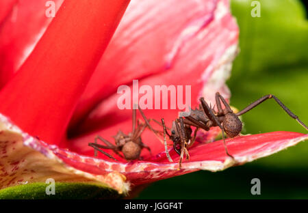 Un paio di formiche di mangiare un fiore rosso Foto Stock