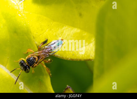 Wild pericoloso arancio e nero wasp su una foglia Foto Stock