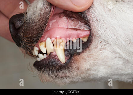 Macro di cane barboncino denti. Cane dentale tema di controllo Foto Stock