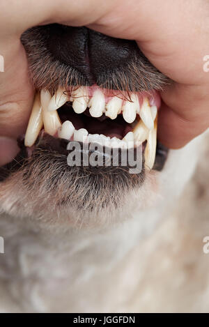 Close-up di denti di cane. Dentista veterinario tema di servizio Foto Stock