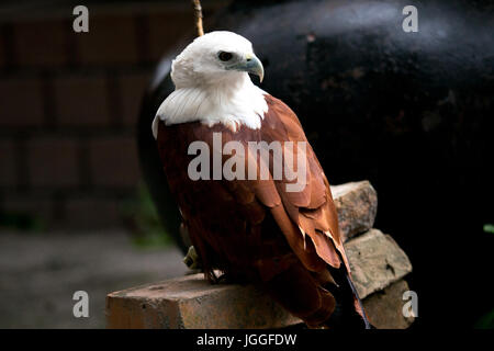 Filippine eagle in Pinatubo Foto Stock