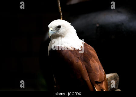 Filippine eagle in Pinatubo Foto Stock