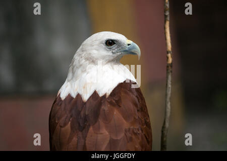 Filippine eagle in Pinatubo Foto Stock