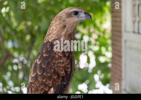 Filippine eagle in Pinatubo Foto Stock