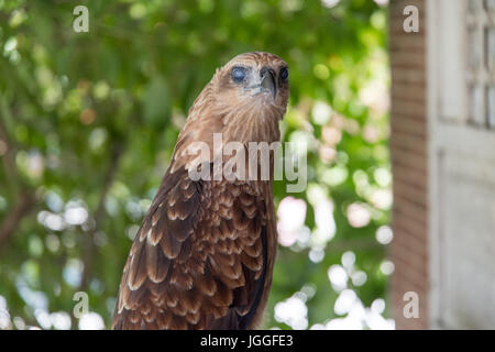 Filippine eagle in Pinatubo Foto Stock