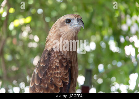 Filippine eagle in Pinatubo Foto Stock