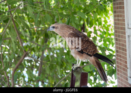 Filippine eagle in Pinatubo Foto Stock