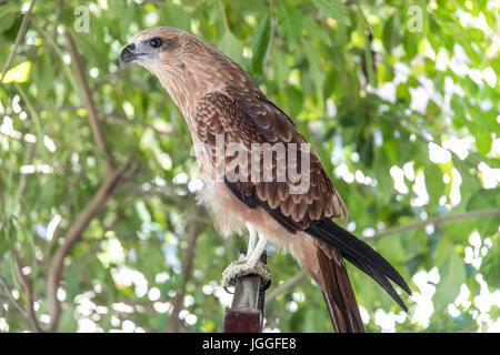 Filippine eagle in Pinatubo Foto Stock